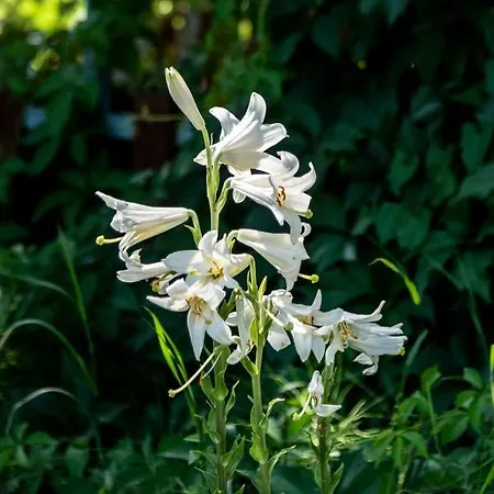 Liget Vendeghaz Penzion *